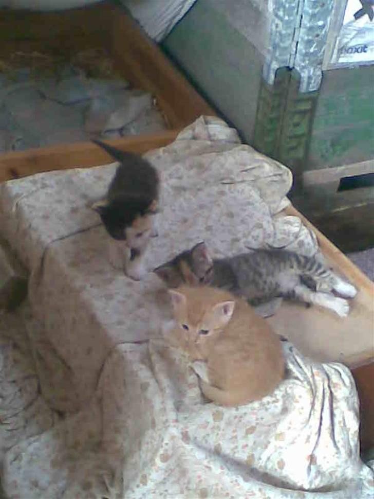 Huskat Basse billede 3