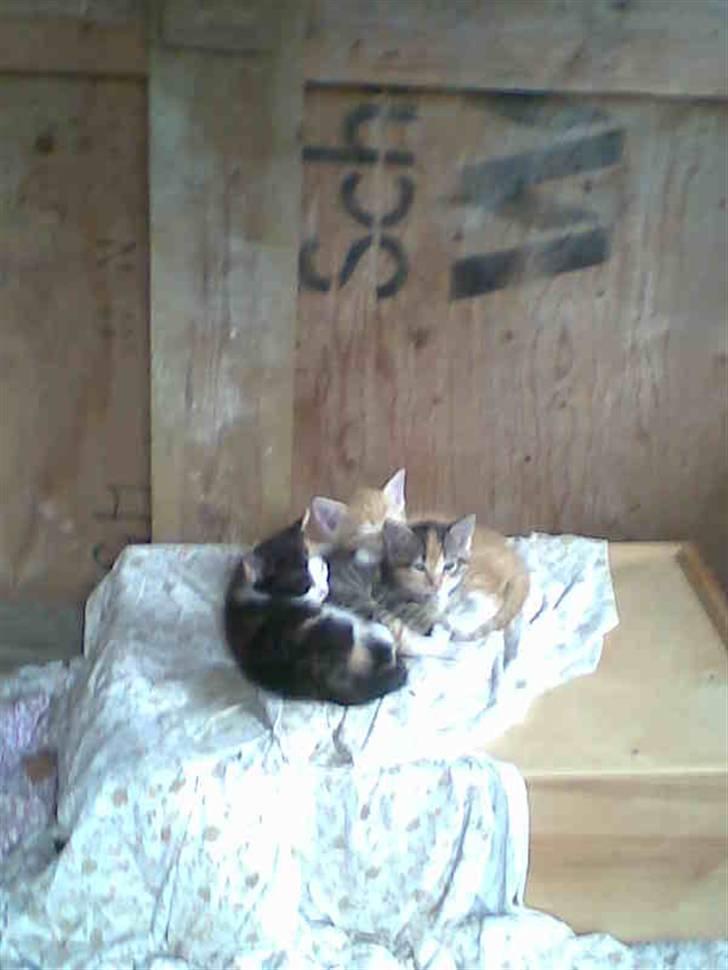 Huskat Basse billede 5