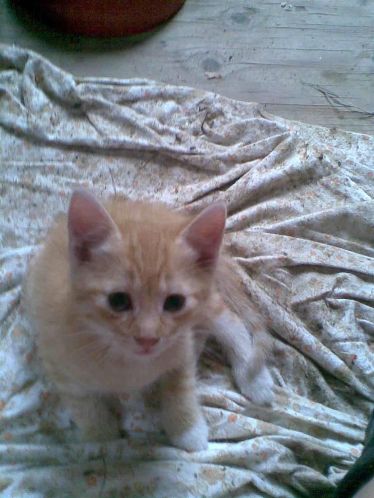 Huskat Basse billede 6