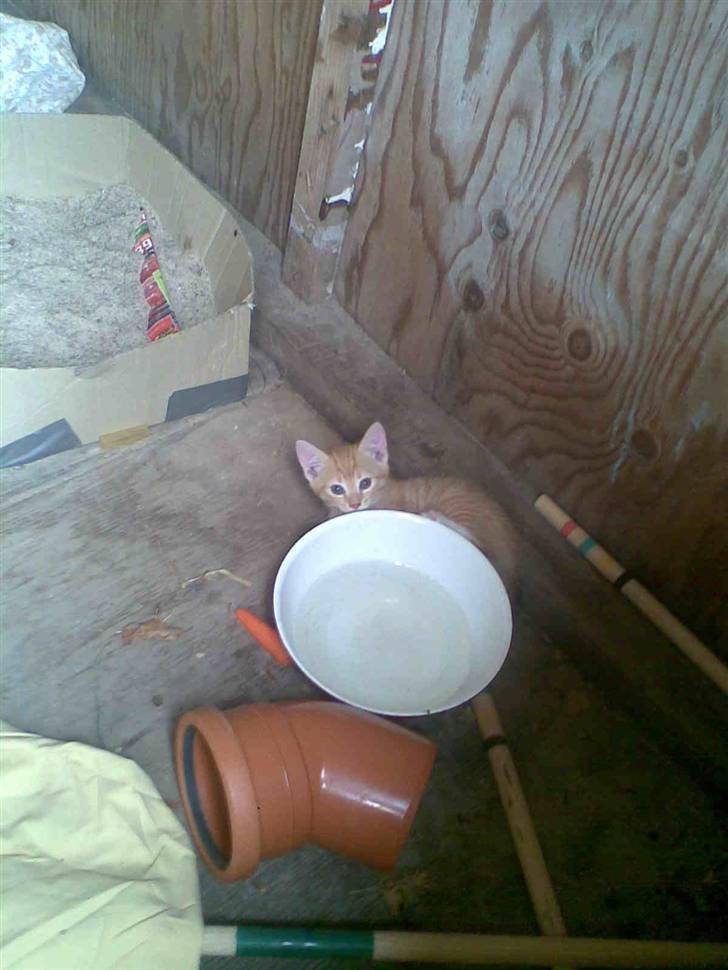 Huskat Basse billede 7