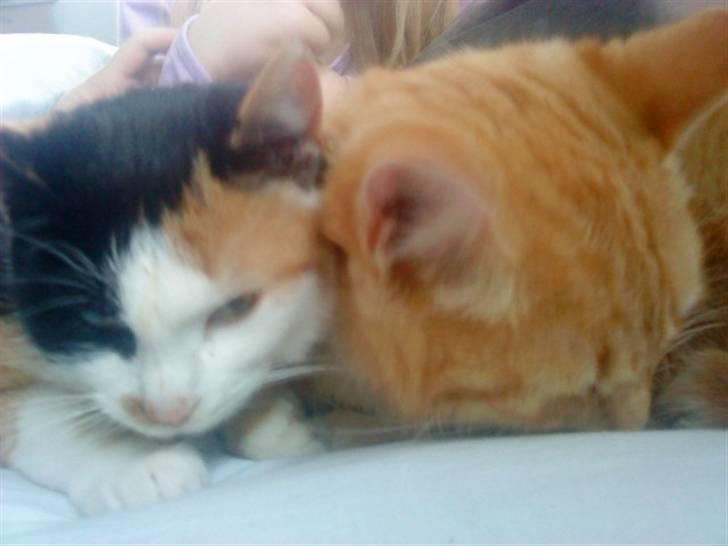 Huskat Basse billede 8