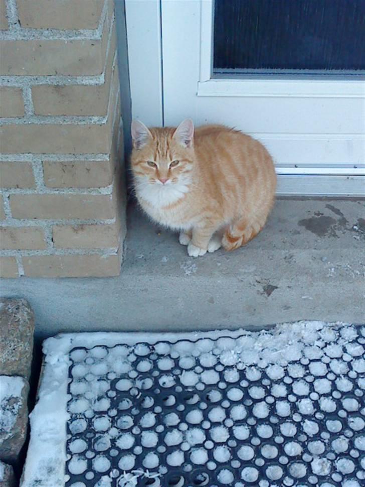 Huskat Basse billede 12