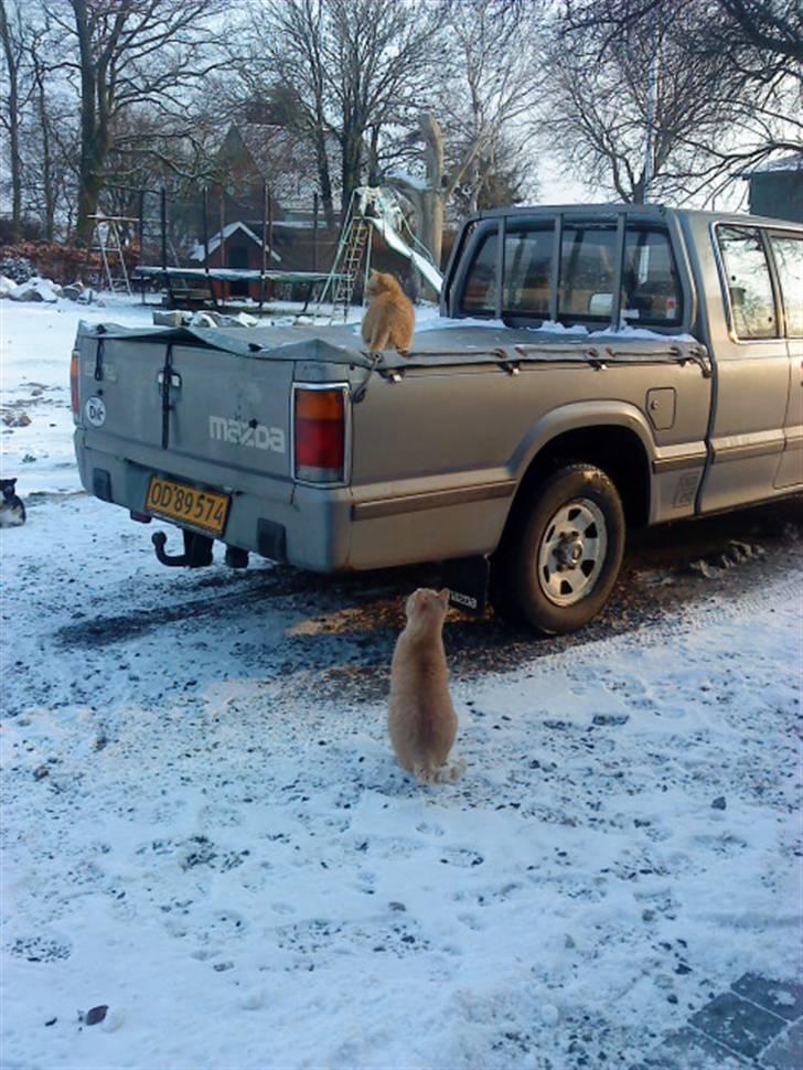 Huskat Basse - Ham oppe på bilen:* billede 13