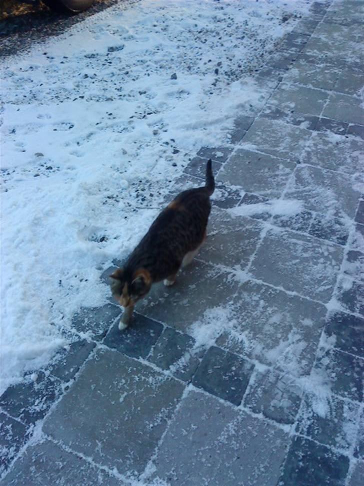 Blanding af racer Sorte R.I.P  - Velkommen til Sorte´s profil billede 1