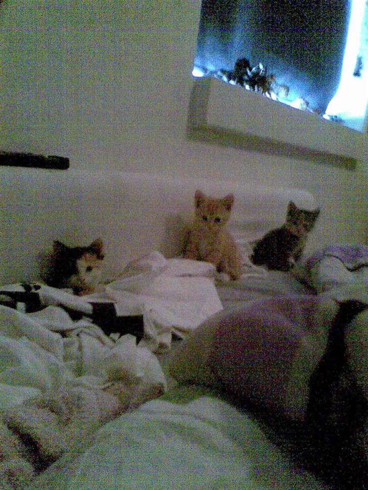 Blanding af racer Sorte R.I.P  billede 5