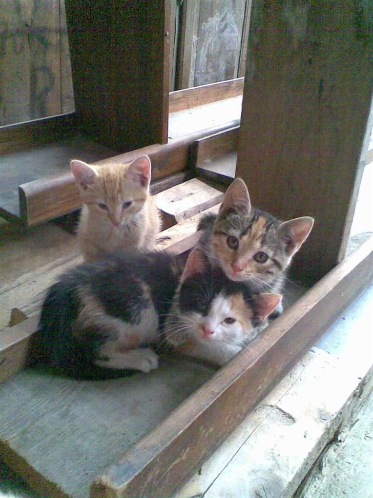 Blanding af racer Sorte R.I.P  billede 6