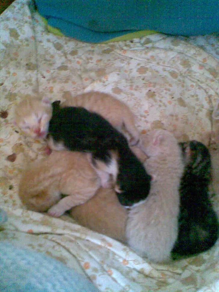 Blanding af racer Sorte R.I.P  - Den aller ydrest til højre billede 7