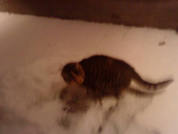 Blanding af racer Sorte R.I.P  billede 8