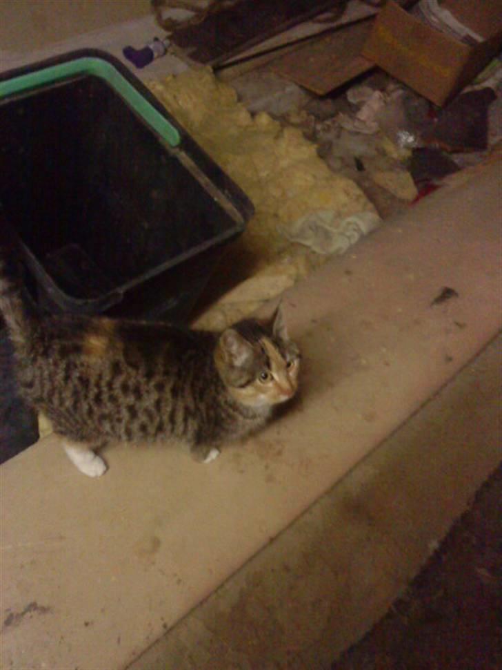 Blanding af racer Sorte R.I.P  billede 9