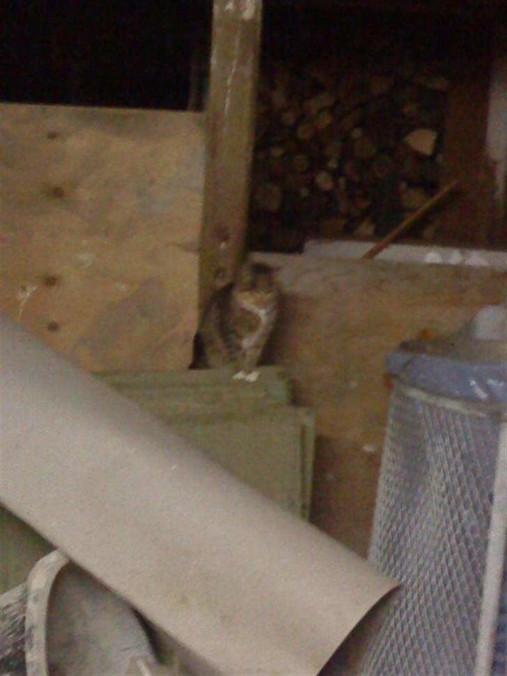 Blanding af racer Sorte R.I.P  billede 10