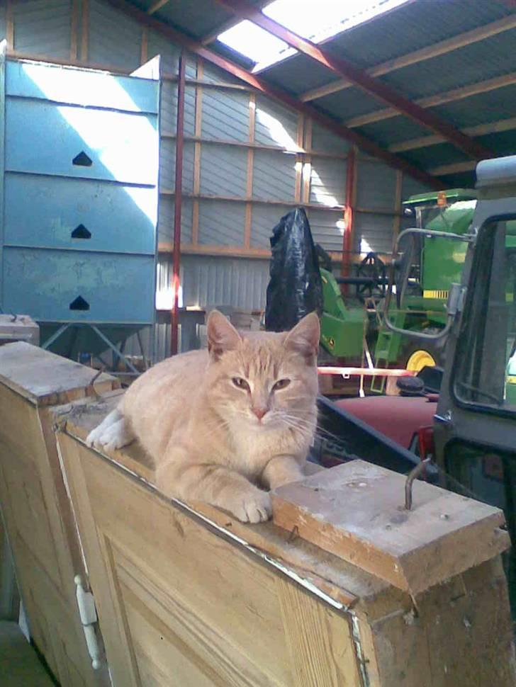 Huskat Mille/Missemor - Velkommen til Mille´s profil billede 1