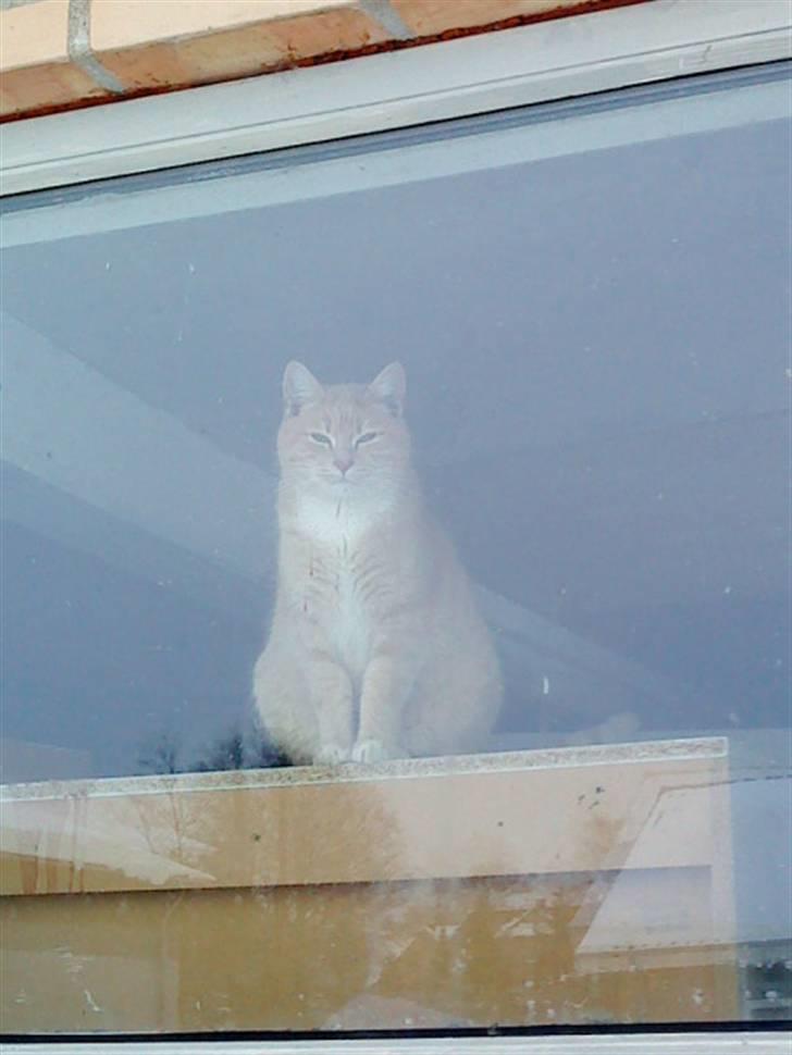 Huskat Mille/Missemor billede 3