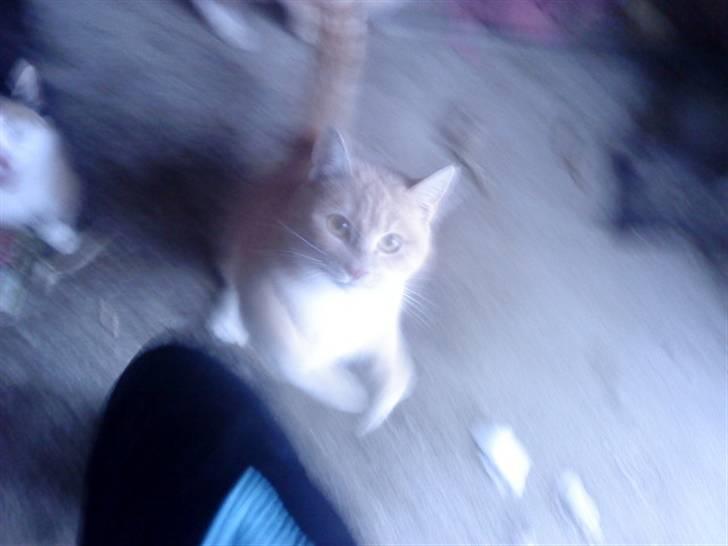 Huskat Mille/Missemor billede 5