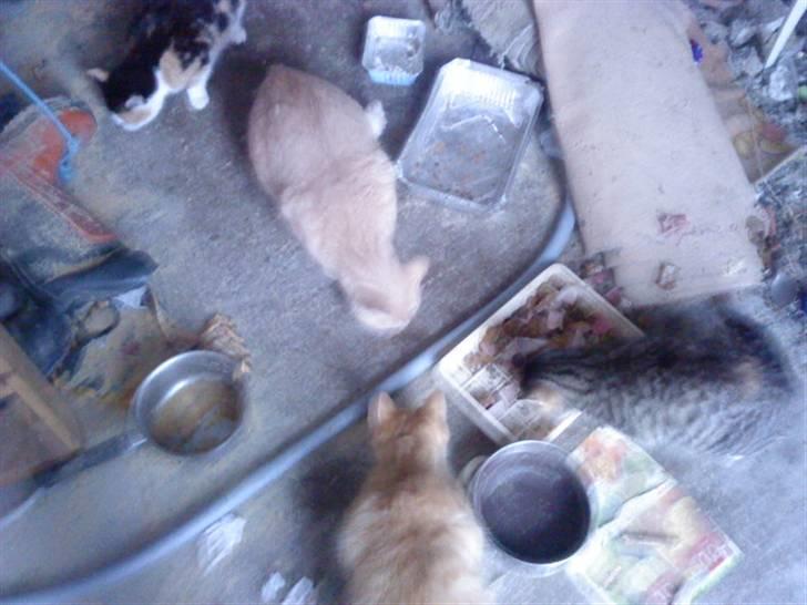 Huskat Mille/Missemor billede 8