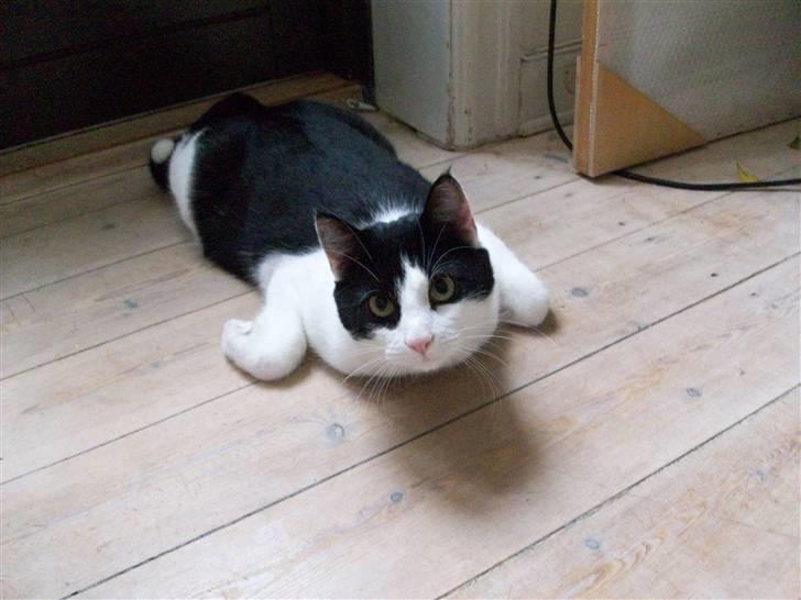 Blanding af racer Bjarne billede 15