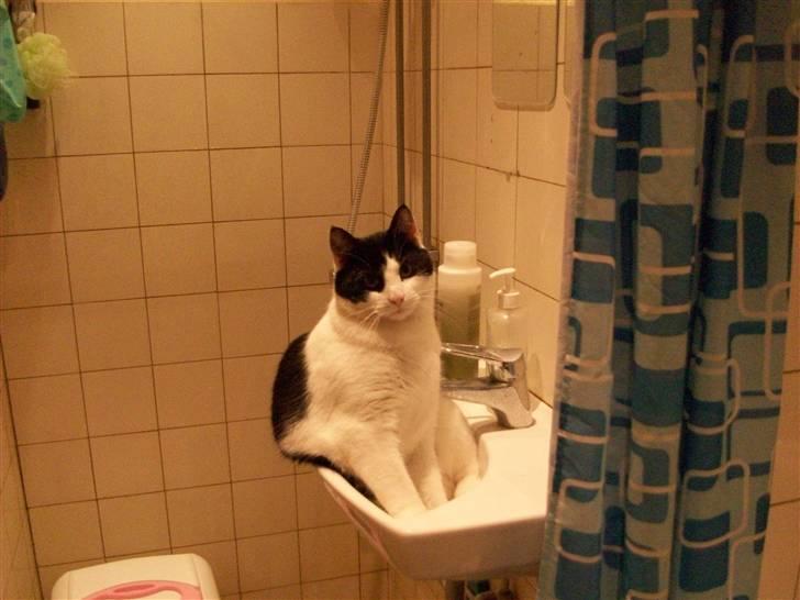 Blanding af racer Bjarne billede 16