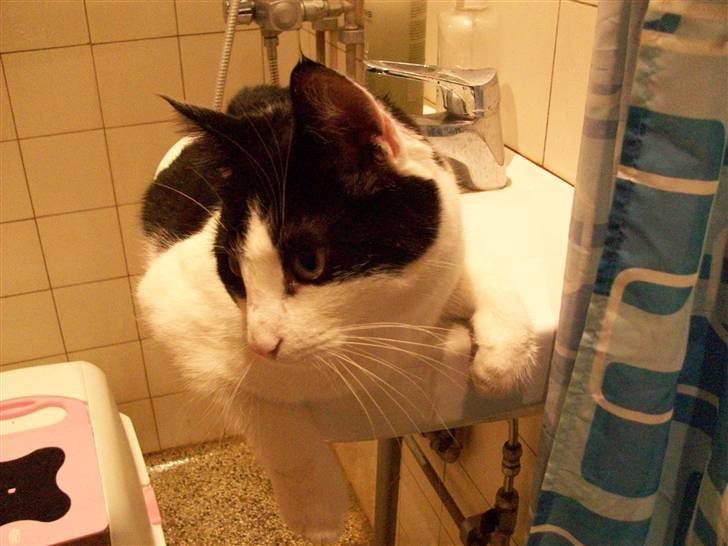 Blanding af racer Bjarne billede 17