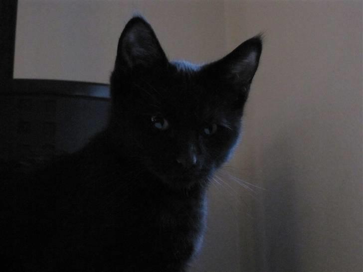 Blanding af racer Nicolai - han har altså en smukt ansigt  billede 3