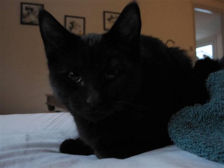 Blanding af racer Nicolai billede 4