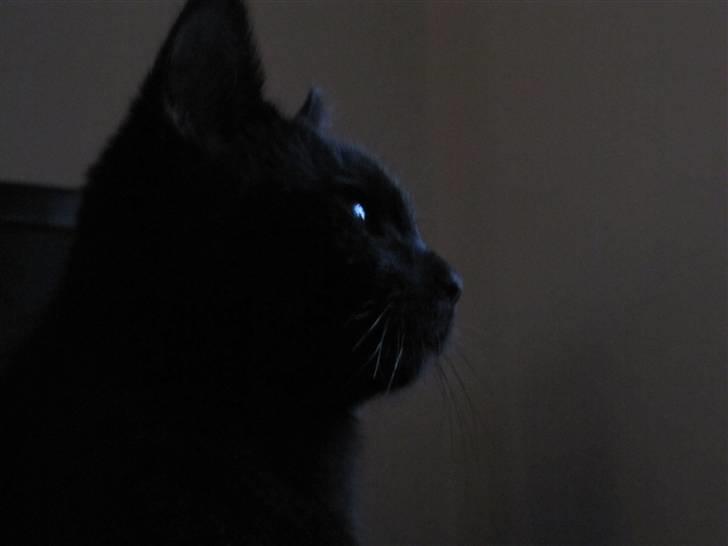 Blanding af racer Nicolai - han holder øje med fuglene ude i hækken hehe=) billede 5