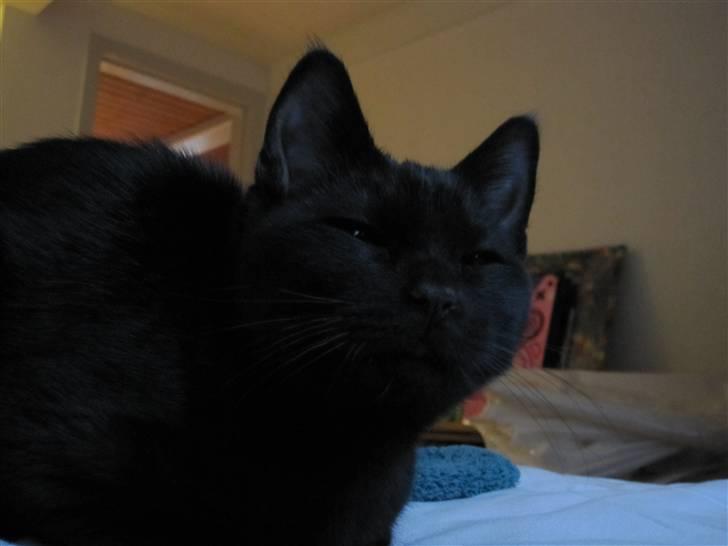 Blanding af racer Nicolai - syndes simpelthen er er så kær når han misser med øjne hehe den lille charme trold billede 6