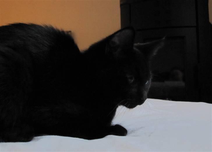 Blanding af racer Nicolai billede 7