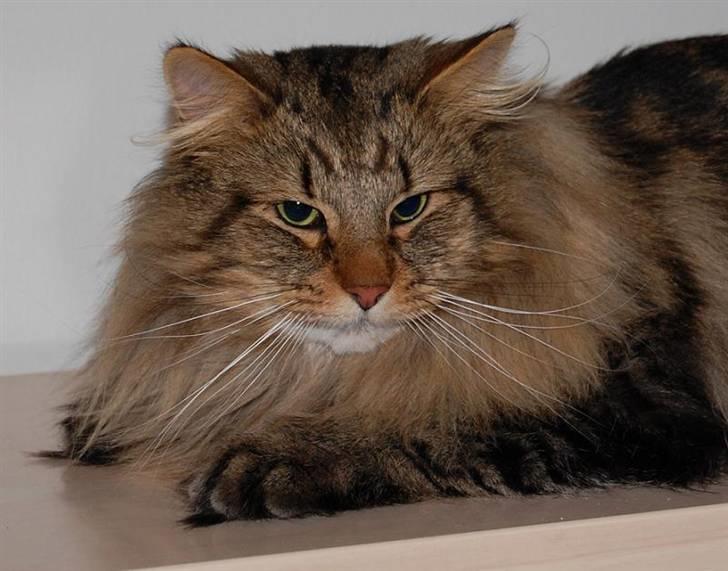 Norsk Skovkat RebiCats Michael McDonald billede 1