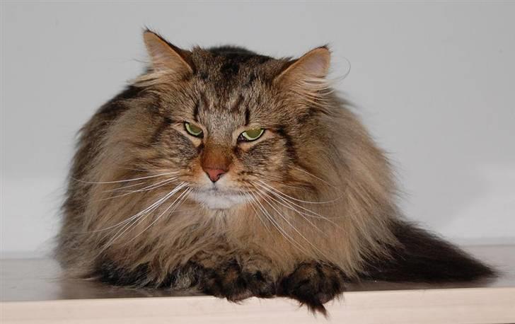 Norsk Skovkat RebiCats Michael McDonald billede 3