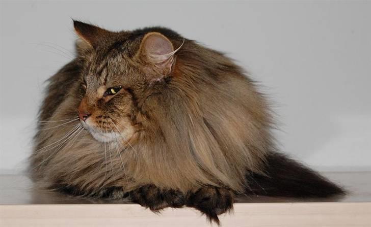 Norsk Skovkat RebiCats Michael McDonald billede 4