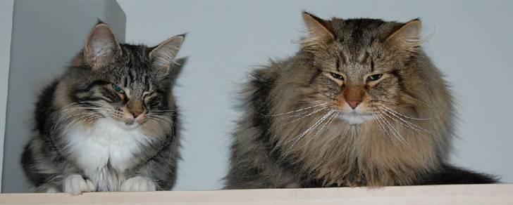 Norsk Skovkat RebiCats Michael McDonald - Sammen med sin datter, Thomanis Ayla. billede 5