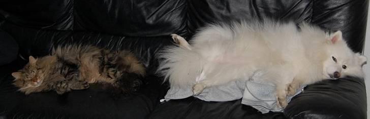 Norsk Skovkat RebiCats Michael McDonald - På sofaen, sammen med vores hund Fnuggi. billede 6