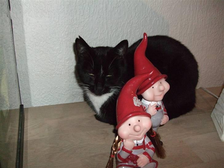 Huskat Speedy - speedy julehygger :) billede 1