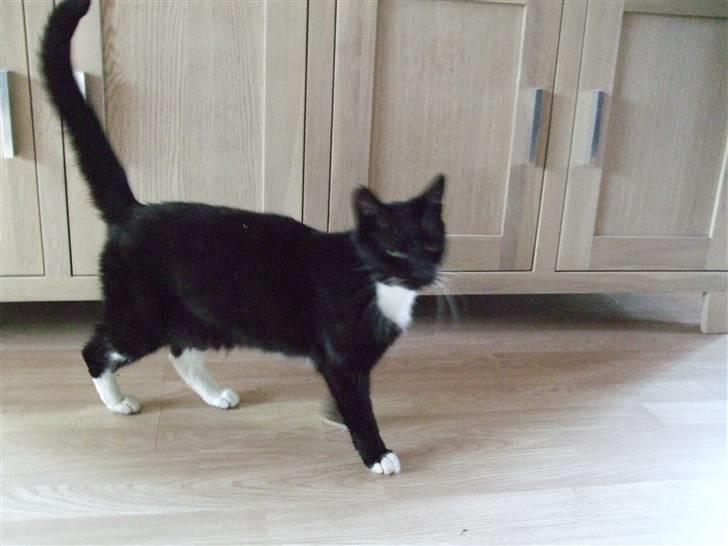 Huskat Speedy billede 2