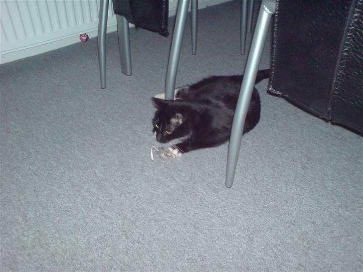 Huskat Speedy - speedy leger med hendes mus billede 3