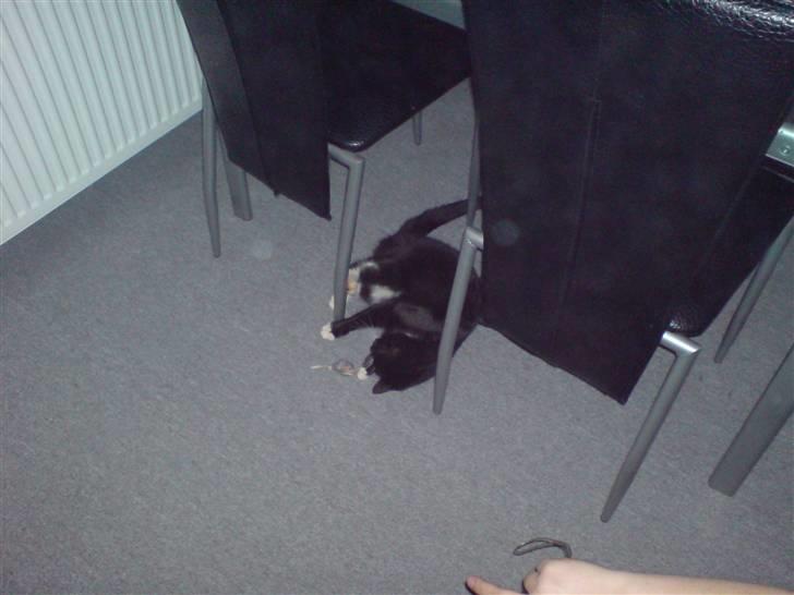 Huskat Speedy - speedy leger med hendes legetøjs mus :) billede 4