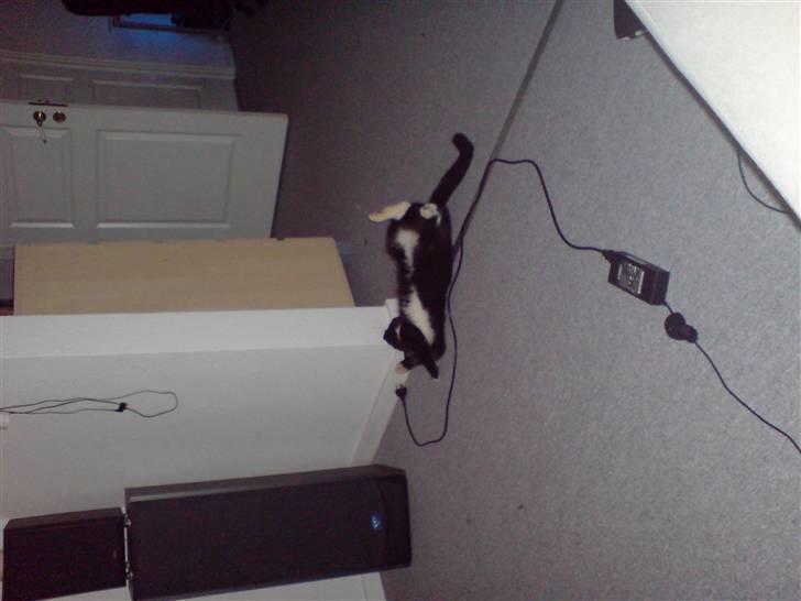 Huskat Speedy billede 5