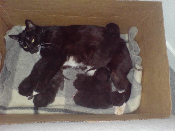 Huskat Speedy - speedy havde killinger i sommers :) billede 6