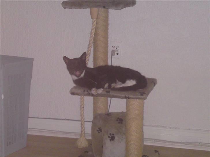 Huskat Speedy - speedy på hendes ynglings kattetræ :) billede 7