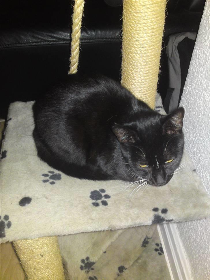 Huskat Speedy billede 8