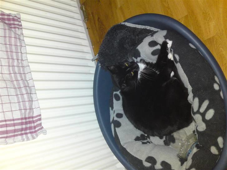 Huskat Speedy billede 9