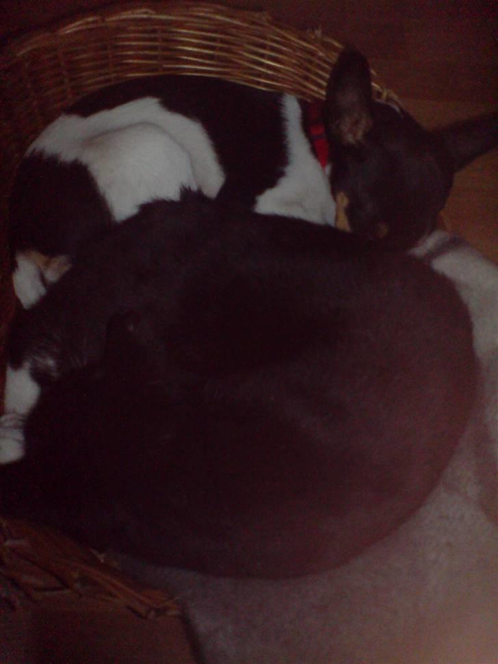 Huskat Speedy - speedy ligger sammen med husets hund :) billede 10