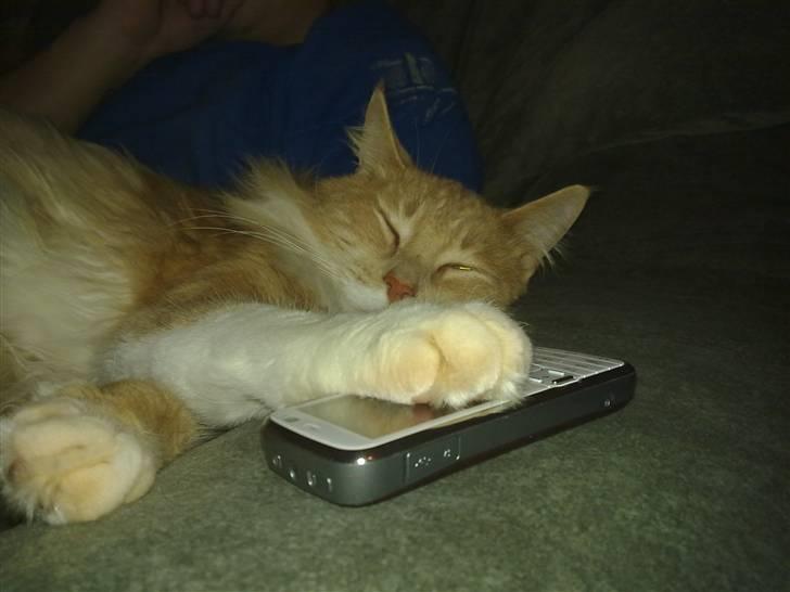 Norsk Skovkat Monti Rip :'( billede 1