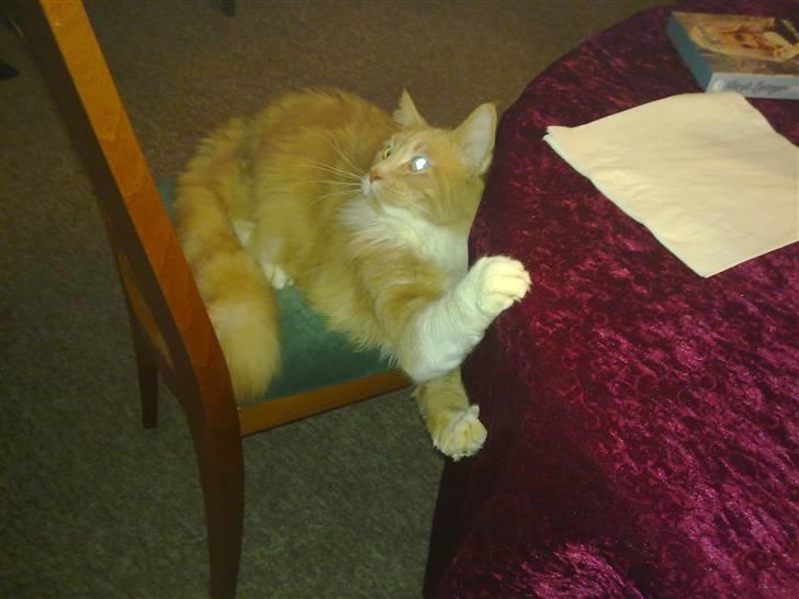 Norsk Skovkat Monti Rip :'( billede 2