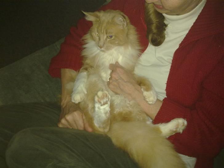 Norsk Skovkat Monti Rip :'( billede 3