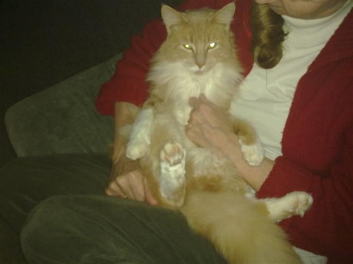 Norsk Skovkat Monti Rip :'( billede 4