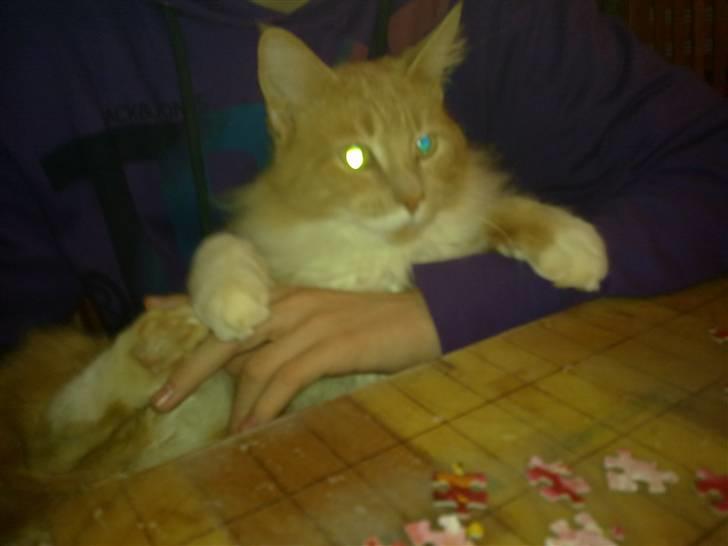 Norsk Skovkat Monti Rip :'( billede 5