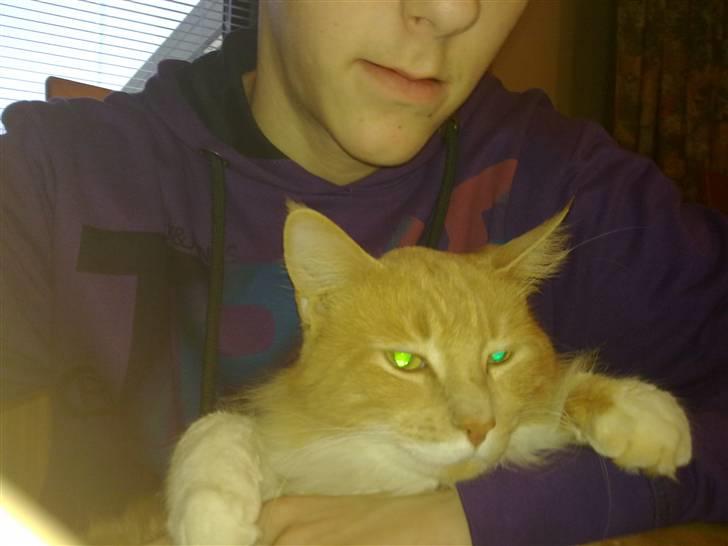 Norsk Skovkat Monti Rip :'( billede 6