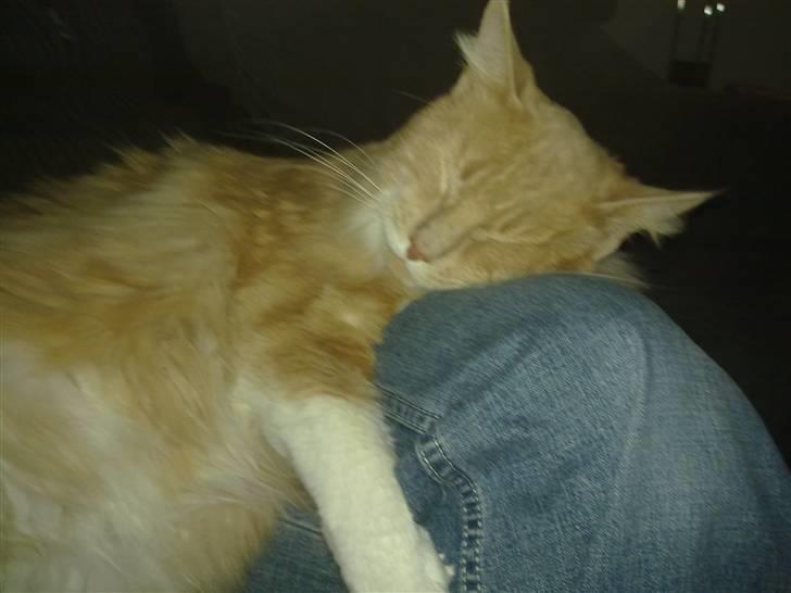 Norsk Skovkat Monti Rip :'( billede 7