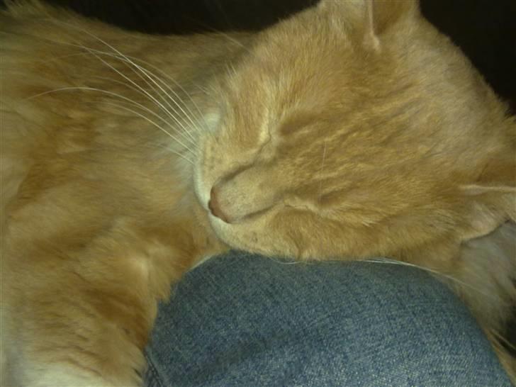 Norsk Skovkat Monti Rip :'( billede 8