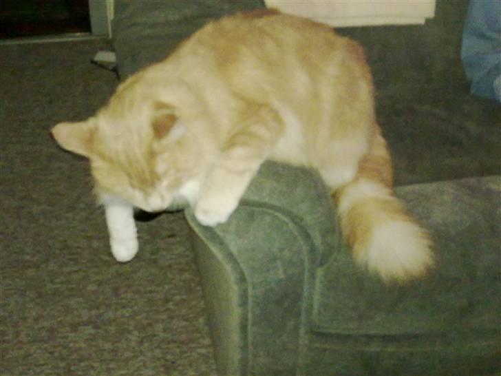 Norsk Skovkat Monti Rip :'( billede 9